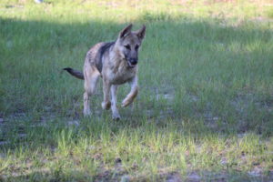 German Shepherd